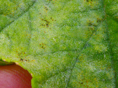 Erysiphe heraclei