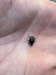 Onthophagus nuchicornis