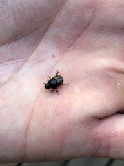 Onthophagus nuchicornis