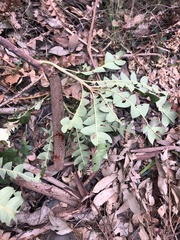 Banksia grandis