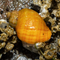 Nucella