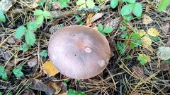 Chroogomphus rutilus