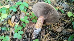 Chroogomphus rutilus