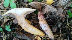 Chroogomphus rutilus