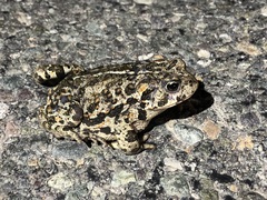 Anaxyrus boreas boreas