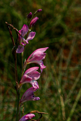 Gladiolus mosambicensis image