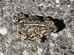 Anaxyrus boreas boreas