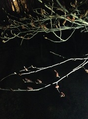 Carpinus turczaninovii