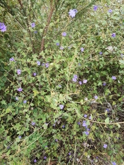 Dampiera hederacea
