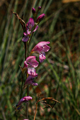 Gladiolus mosambicensis image