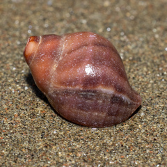 Nucella