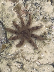 Coscinasterias muricata