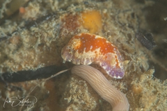 Chromodoris alternata