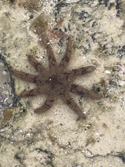 Coscinasterias muricata