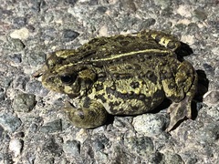 Anaxyrus boreas boreas