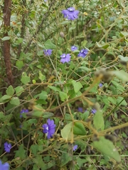 Dampiera hederacea