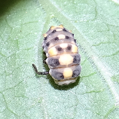 Olla v-nigrum
