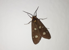 Dysauxes famula