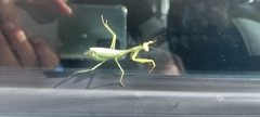 Miomantis caffra