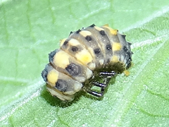 Olla v-nigrum