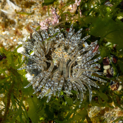 Anthopleura artemisia