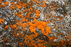 Trentepohlia aurea