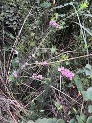 Boronia stricta