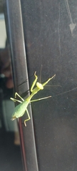 Miomantis caffra