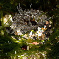 Anthopleura artemisia