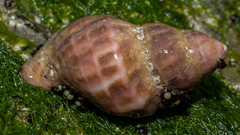 Nucella lamellosa