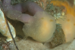 Doriopsilla carneola