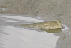 Periophthalmus chrysospilos