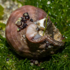Nucella lamellosa