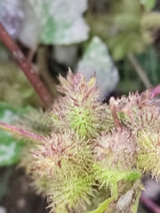 Xanthium strumarium