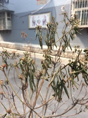 Rhododendron micranthum