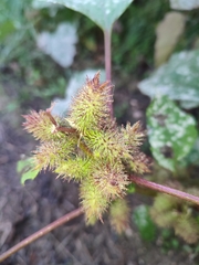 Xanthium strumarium