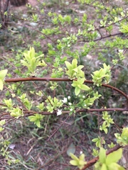 Spiraea thunbergii