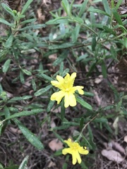 Hibbertia furfuracea