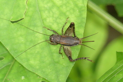 Loxoblemmus equestris