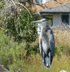 Ardea herodias