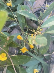 Podolobium scandens