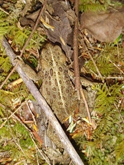 Anaxyrus boreas
