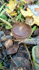 Bolbitius