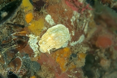 Goniobranchus epicurius