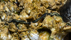 Emplectonema gracile