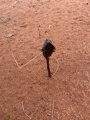 Podaxis pistillaris