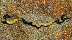 Emplectonema gracile