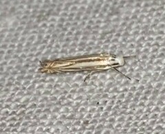 Polyhymno luteostrigella