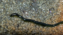 Emplectonema gracile