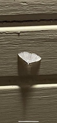 Diaphania costata